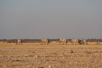 Herd of African Elephant (Loxodonta africana) leaving a waterhole in single file in Etosha National Park, Namibia