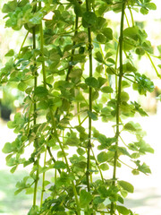 Green vegetation with blurred background