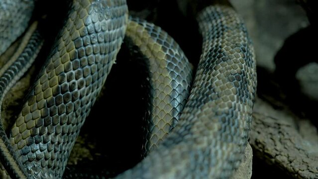 Snake Moving and Extended Tongue