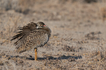 Black Korhaan (Eupodotis afra) on parched grassland of Etosha National Park, Namibia 