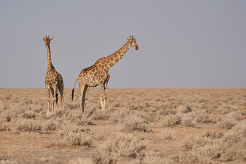 Giraffe (Giraffa camelopardalis) on a barren pan in Etosha National Park, Namibia