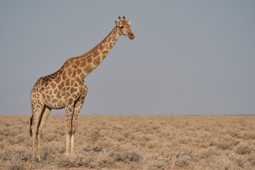 Obraz na płótnie Canvas Giraffe (Giraffa camelopardalis) on a barren pan in Etosha National Park, Namibia