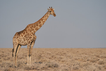Giraffe (Giraffa camelopardalis) on a barren pan in Etosha National Park, Namibia