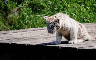Cute baby of White Tiger.