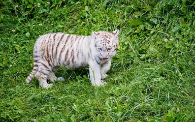 Baby White Tiger in the grass.