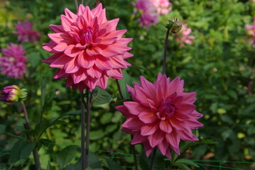  Dahlia rose en été au jardin