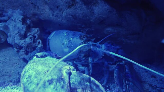 4K - Big lobster cleaning his mustache