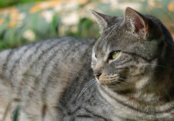 portrait of a fat cat