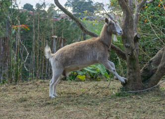goat on the farm