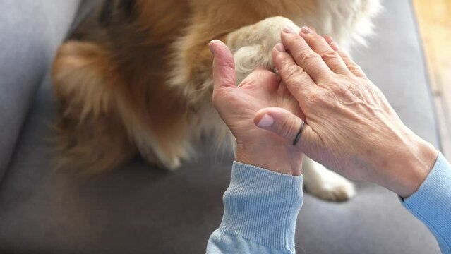 A cute dog sleeps next to his mistress. The concept of lonely old age and friendship with animals.