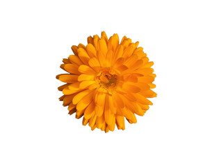 orange marigold flower on white background isolate