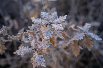 Gefrostete Natur