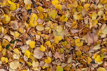 Nahaufnahme von herbstlich gelb gefärbtem Laub von Linden als Hintergrund