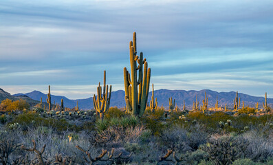 Panoramic AZ Sonoran Desert Landscape Early Evening Time