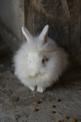 white rabbit