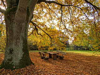 Idyllischer Picknickblatz unter einer alten Eiche im Herbst im Wendland, Deutschland