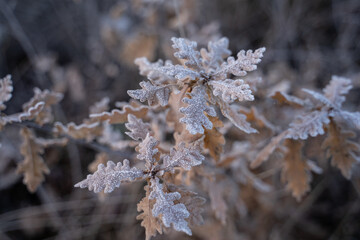 Gefrostete Natur