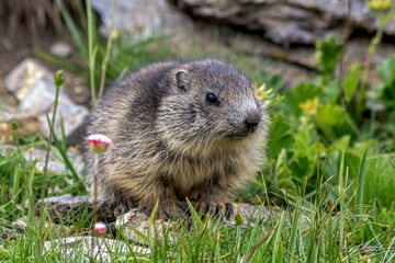 Marmotton en été dans les Alpes 
