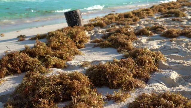 Sargasso on the beaches of the Caribbean, environmental degradation. 