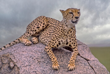 African cheetah on kopje in Tanzania