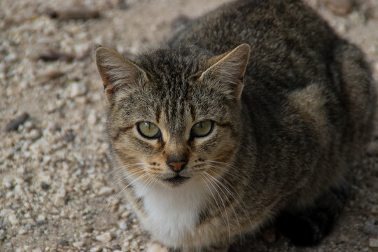 Retrato de gato en la calle con mirada penetrante