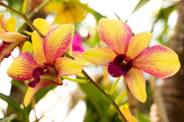 Obraz na płótnie Canvas Beautiful yellow orchid flowers in the garden.