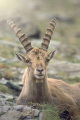Portrait of a male alpine ibex (Capra ibex) with long horns, looking at camera and resting in his typical mountain environment against soft background. high altitude animal. Italian Alps, Piedmont.