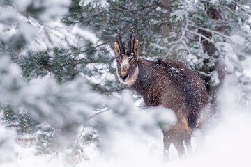 Male Alpine chamois (Rupicapra rupicapra) during intense snowfall with some snowflakes on his face against snowy forest background, Italian alps. Monviso natural park.