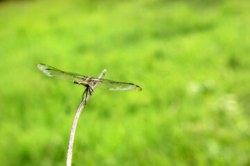 Dragonfly sunbathing on tree branch on green nature background, empty space.