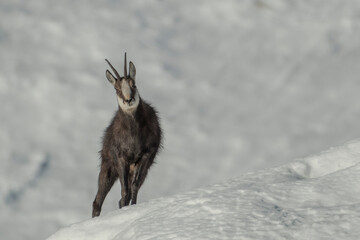 Wild alpine chamois or wild goat (Rupicapra rupicapra) standing in an snowy meadow in a sunny morning against white snowy slopes in the background, Italian alps mountains, Monviso natural Park.