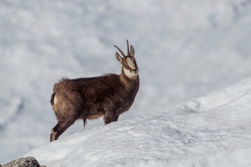 Winter male alpine chamois or wild goat (Rupicapra rupicapra) standing in a all snow-covered meadow in sunrise light on the Italian Alps, Piedmont, Monviso natural Park.