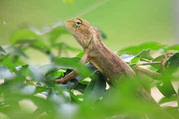 Brown Asian chameleon on a branch.