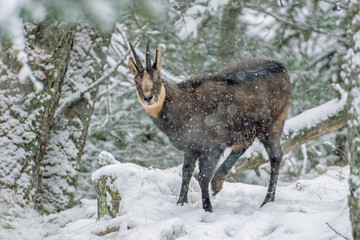 Male alpine chamois or wild goat (Rupicapra rupicapra) standing in a snowstorm and looking from the thick of the woods. Alps mountains, Italy.