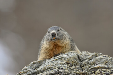 A chubby marmot (Marmota marmota) ready to hibernate looks curiously from a rock above me, Alps, Italy. Marmot day card.
