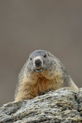 A chubby marmot (Marmota marmota) ready to hibernate looks curiously from a rock above me, Alps, Italy. Marmot day card.