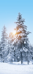Winter landscape with snow covered trees in Finnish Lapland.