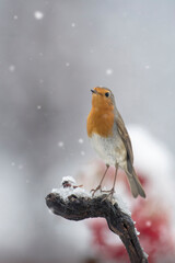 Portrait of robin - redbreast (Erithacus rubecula) standing on a branch during a snowfall with red berries in the background, in a typical Christmas atmosphere, Alps, Italy.