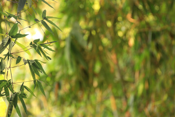 Bamboo leaves on bamboo forest background.