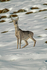 Portrait of a male roe deer (Capreolus capreolus) with winter coat arrested in alert position on high snowy mountain slopes , looks into the camera. Alps, Italy.