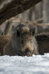 Female Wild boar (Sus scrofa) feeding in the snowy ground in an alpine forest on the Italian alps, Piedmont, Monviso natural park.