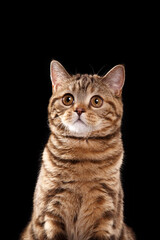 Fototapeta na wymiar Scottish Straight cat on black background. cat portrait in photo studio