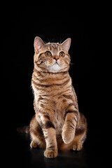 Scottish Straight cat on black background. cat portrait in photo studio