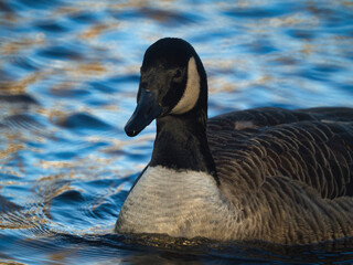 Canada goose mid-close