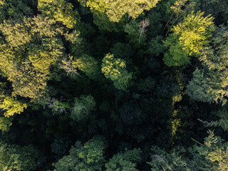 Photo of green trees from the bird view. Useable as background with space for text