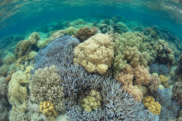 Fototapeta na wymiar A coral reef composed of a variety of reef-building corals grows in the Solomon Islands. This beautiful country is home to spectacular marine biodiversity and many historic WWII sites.