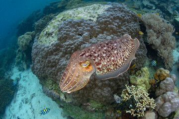 A Broadclub cuttlefish, Sepia latimanus, hovers over a shallow coral reef in the Solomon Islands....