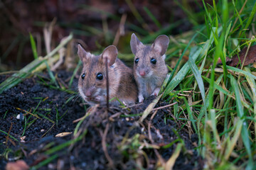 a portrait from a yellow necked mouse, apodemus flavicollis, in the garden on the floor at a winter morning