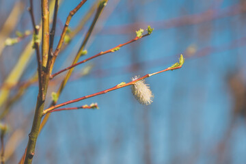 lambs tail plant in spring fresh nature