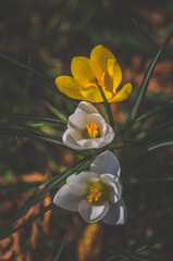 white yellow crocus flowers in green grass