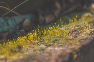 green yellow moss in the spring nature